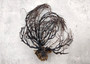 Black Sea Fan Coral Rough Dried Iciligorgia Schrammi (1 fan approx. 6+ inches) Real Rugged Black sea fan branches for arts crafts & decor!