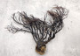Black Sea Fan Coral Rough Dried Iciligorgia Schrammi (1 fan approx. 6+ inches) Real Rugged Black sea fan branches for arts crafts & decor!