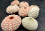 Pink Sea Urchins - Echinometra Mathaei - (5 urchins approx. 1-2 inches). 5 sea urchins colored like a pastel. Copyright 2024 SeaShellSupply.com.