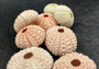 Pink Sea Urchins - Echinometra Mathaei - (5 urchins approx. 1-2 inches). 5 sea urchins colored like a pastel. Copyright 2024 SeaShellSupply.com.