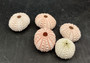 Pink Sea Urchins Echinometra Mathaei (5 urchins approx. 1+ inches) Natural Urchin Shell for display & collecting!