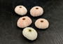 Pink Sea Urchins Echinometra Mathaei (5 urchins approx. 1+ inches) Natural Urchin Shell for display & collecting!