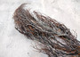 Black Sea Fan Coral Rough Dried Iciligorgia Schrammi (1 fan approx. 8+ inches) Real Rugged Black sea fan branches for arts crafts & decor!