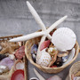 Seashell Variety Pack Assorted Mix B GRADE (Approx. 40+ Shells 2-12+ inches) B GRADE Shell Grab Bag Assortment 1 for crafts teaching & art! Copyright 2026 SeaShellSupply.com.
