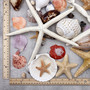 Seashell Variety Pack Assorted Mix B GRADE (Approx. 40+ Shells 2-12+ inches) B GRADE Shell Grab Bag Assortment 1 for crafts teaching & art! Copyright 2026 SeaShellSupply.com.