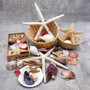 Seashell Variety Pack Assorted Mix B GRADE (Approx. 40+ Shells 2-12+ inches) B GRADE Shell Grab Bag Assortment 1 for crafts teaching & art! Copyright 2026 SeaShellSupply.com.