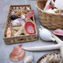 Seashell Variety Pack Assorted Mix B GRADE (Approx. 40+ Shells 2-12+ inches) B GRADE Shell Grab Bag Assortment 1 for crafts teaching & art! Copyright 2026 SeaShellSupply.com.