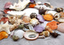 Seashell Variety Pack Assorted Mix B GRADE (Approx. 40+ Shells 2-6+ inches) B GRADE Shell Grab Bag Assortment 2 for crafts teaching & art!