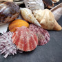 Seashell Variety Pack Assorted Mix B GRADE (Approx. 40+ Shells 2-8+ inches) B GRADE Shell Grab Bag Assortment 02 for crafts teaching & art! Copyright 2026 SeaShellSupply.com.