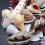 Seashell Variety Pack Assorted Mix B GRADE (Approx. 40+ Shells 2-8+ inches) B GRADE Shell Grab Bag Assortment 02 for crafts teaching & art! Copyright 2026 SeaShellSupply.com.