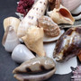 Seashell Variety Pack Assorted Mix B GRADE (Approx. 40+ Shells 2-8+ inches) B GRADE Shell Grab Bag Assortment 02 for crafts teaching & art! Copyright 2026 SeaShellSupply.com.