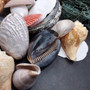 Seashell Variety Pack Assorted Mix B GRADE (Approx. 40+ Shells 2-8+ inches) B GRADE Shell Grab Bag Assortment 02 for crafts teaching & art! Copyright 2026 SeaShellSupply.com.