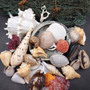 Seashell Variety Pack Assorted Mix B GRADE (Approx. 40+ Shells 2-8+ inches) B GRADE Shell Grab Bag Assortment 02 for crafts teaching & art! Copyright 2026 SeaShellSupply.com.