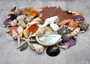 Seashell Variety Pack Assorted Mix B GRADE (Approx. 40+ Shells 2-6+ inches) B GRADE Shell Grab Bag Assortment 3 for crafts teaching & art!