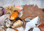 Seashell Variety Pack Assorted Mix B GRADE (Approx. 40+ Shells 2-6+ inches) B GRADE Shell Grab Bag Assortment 3 for crafts teaching & art!