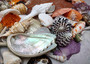 Seashell Variety Pack Assorted Mix B GRADE (Approx. 40+ Shells 2-6+ inches) B GRADE Shell Grab Bag Assortment 3 for crafts teaching & art!