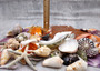 Seashell Variety Pack Assorted Mix B GRADE (Approx. 40+ Shells 2-6+ inches) B GRADE Shell Grab Bag Assortment 3 for crafts teaching & art! Copyright 2025 SeaShellSupply.com