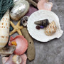 Seashell Variety Pack Assorted Mix B GRADE (Approx. 40+ Shells 2-6+ inches) B GRADE Shell Grab Bag Assortment 3 for crafts teaching & art! Copyright 2025 SeaShellSupply.com