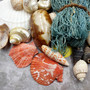 Seashell Variety Pack Assorted Mix B GRADE (Approx. 40+ Shells 2-6+ inches) B GRADE Shell Grab Bag Assortment 3 for crafts teaching & art! Copyright 2025 SeaShellSupply.com