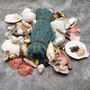 Seashell Variety Pack Assorted Mix B GRADE (Approx. 40+ Shells 2-6+ inches) B GRADE Shell Grab Bag Assortment 3 for crafts teaching & art! Copyright 2025 SeaShellSupply.com