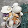 Seashell Variety Pack Assorted Mix B GRADE (Approx. 40+ Shells 2-6+ inches) B GRADE Shell Grab Bag Assortment 3 for crafts teaching & art! Copyright 2025 SeaShellSupply.com