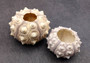 Sputnik/Thai Sea Urchin (2 pcs.) - (1-2 inch) - Phyllacanthus Parvispinus. Grey and white Urchins. Copyright 2024 SeaShellSupply.com.