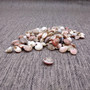 Pink Umbonium Seashell Mix (approx. quarter cup +/-90 shells 0.375+ inches) Small Pink Brown Umbonium Shells for arts & crafts! Copyright 2025 SeaShellSupply.com.