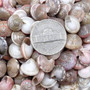 Pink Umbonium Seashell Mix (approx. quarter cup +/-90 shells 0.375+ inches) Small Pink Brown Umbonium Shells for arts & crafts! Copyright 2025 SeaShellSupply.com.
