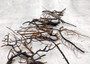 Black Sea Fan Coral Dried Branches Gorgonia Ventalina (10 fragments approx. 3+ inches) Real Black Sea Fan branches for arts crafts & decor!