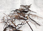 Black Sea Fan Coral Dried Branches Gorgonia Ventalina (10 fragments approx. 3+ inches) Real Black Sea Fan branches for arts crafts & decor!