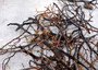 Black Sea Fan Coral Dried Branches Gorgonia Ventalina (10 fragments approx. 3+ inches) Real Black Sea Fan branches for arts crafts & decor!