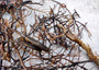 Black Sea Fan Coral Dried Branches Gorgonia Ventalina (10 fragments approx. 3+ inches) Real Black Sea Fan branches for arts crafts & decor!