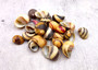 Zigzag Nerite Seashells Yellow Brown Red Neritina Communis (Approx. 20 shells 0.5+ inches) Brown Striped Zig Zag Nerite Shells for crafting!
