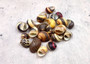 Zigzag Nerite Seashells Yellow Brown Red Neritina Communis (Approx. 15 shells 0.5+ inches) Brown Striped Zig Zag Nerite Shells for crafting!