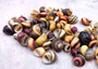 Zigzag Nerite Seashells Yellow Brown Red Neritina Communis (Approx. 15 shells 0.5+ inches) Brown Striped Zig Zag Nerite Shells for crafting!