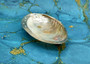 Silver Plated Footed Cabebe Clam Seashell Dish (1 shell dish approx. 7+ inches) Adorable shell dish perfect for any coastal home!