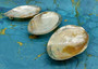 Silver Plated Footed Cabebe Clam Seashell Dish (1 shell dish approx. 7+ inches) Adorable shell dish perfect for any coastal home!