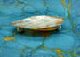 Silver Plated Footed Cabebe Clam Seashell Dish (1 shell dish approx. 7+ inches) B GRADE Adorable shell dish special for any coastal home!