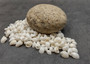 Caribbean White Milk Moon Seashells Polinices Lacteus (Approx. 25 shells 0.5+ inches) White Milk Moon Shells for arts crafts & display!