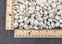 Caribbean White Milk Moon Seashells Polinices Lacteus (Approx. 25 shells 0.5+ inches) White Milk Moon Shells for arts crafts & display!