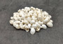 Caribbean White Milk Moon Seashells Polinices Lacteus (Approx. 25 shells 0.5+ inches) White Milk Moon Shells for arts crafts & display!