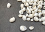 Caribbean White Milk Moon Seashells Polinices Lacteus (Approx. 25 shells 0.5+ inches) White Milk Moon Shells for arts crafts & display!