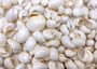 Caribbean White Milk Moon Seashells (approx. 20+ shells 1/2 Cup 0.5+ inches) Polinices Lacteus Milk Moon Shells for crafts & display!