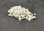 Caribbean White Milk Moon Seashells (approx. 20+ shells 1/2 Cup 0.5+ inches) Polinices Lacteus Milk Moon Shells for crafts & display!