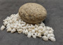 Caribbean White Milk Moon Seashells (approx. 20+ shells 1/2 Cup 0.5+ inches) Polinices Lacteus Milk Moon Shells for crafts & display!