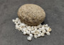 Caribbean White Milk Moon Seashells (approx. 20+ shells 1/2 Cup 0.5+ inches) Polinices Lacteus Milk Moon Shells for crafts & display!