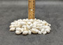 Caribbean White Milk Moon Seashells (approx. 20+ shells 1/2 Cup 0.5+ inches) Polinices Lacteus Milk Moon Shells for crafts & display!