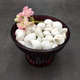 Caribbean White Milk Moon Seashells (approx. 20+ shells 1/2 Cup 0.5+ inches) Polinices Lacteus Milk Moon Shells for crafts & display! Copyright 2026 SeaShellSupply.com.