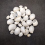 Caribbean White Milk Moon Seashells (approx. 1/2 Cup +/-20 shells 0.5+ inches) Polinices Lacteus Milk Moon Shells for crafts & display!