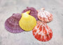 Scallop Seashell Halves Red Yellow Purple Pecten Nobilis (5 shell halves approx. 2.25+ inches) Copyright 2025 SeaShellSupply.com.